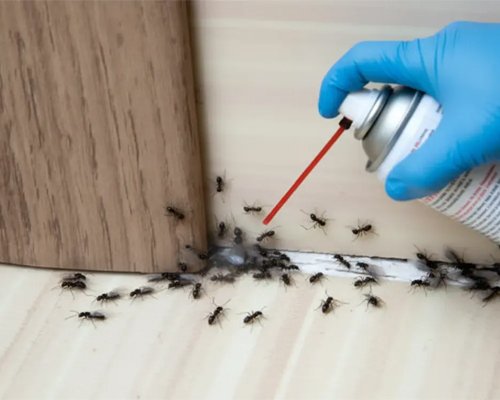 Pest Control Service