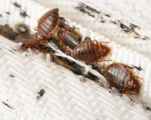 Pest Control Service