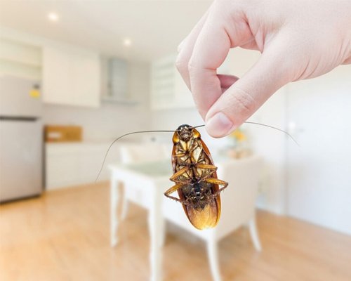 Pest Control Service