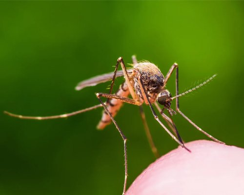 Pest Control Service