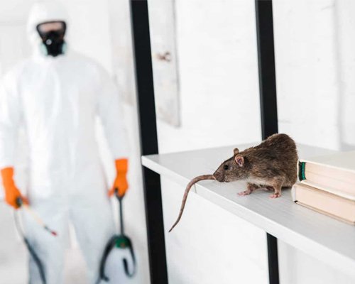 Pest Control Service